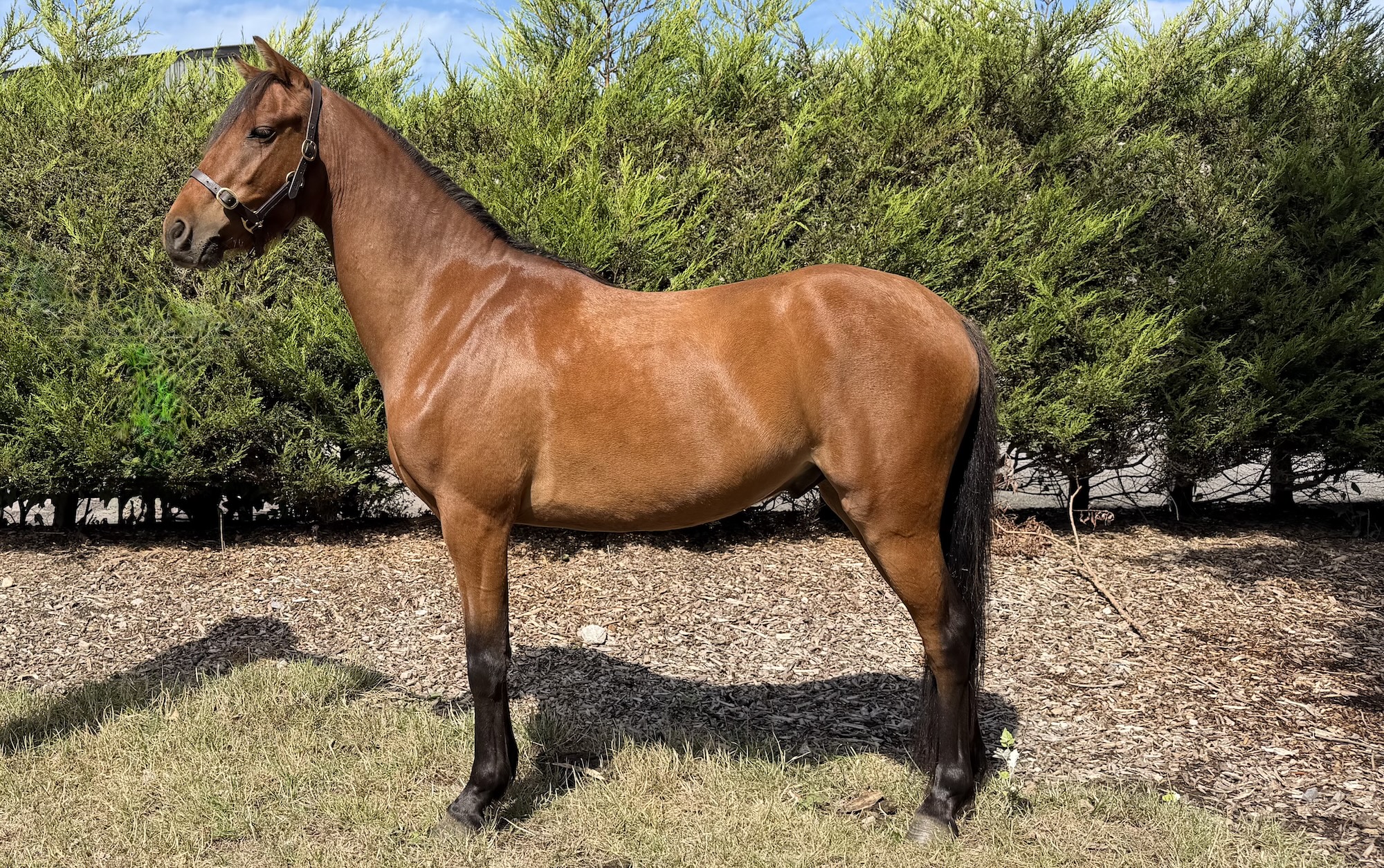 A bay pony in a field