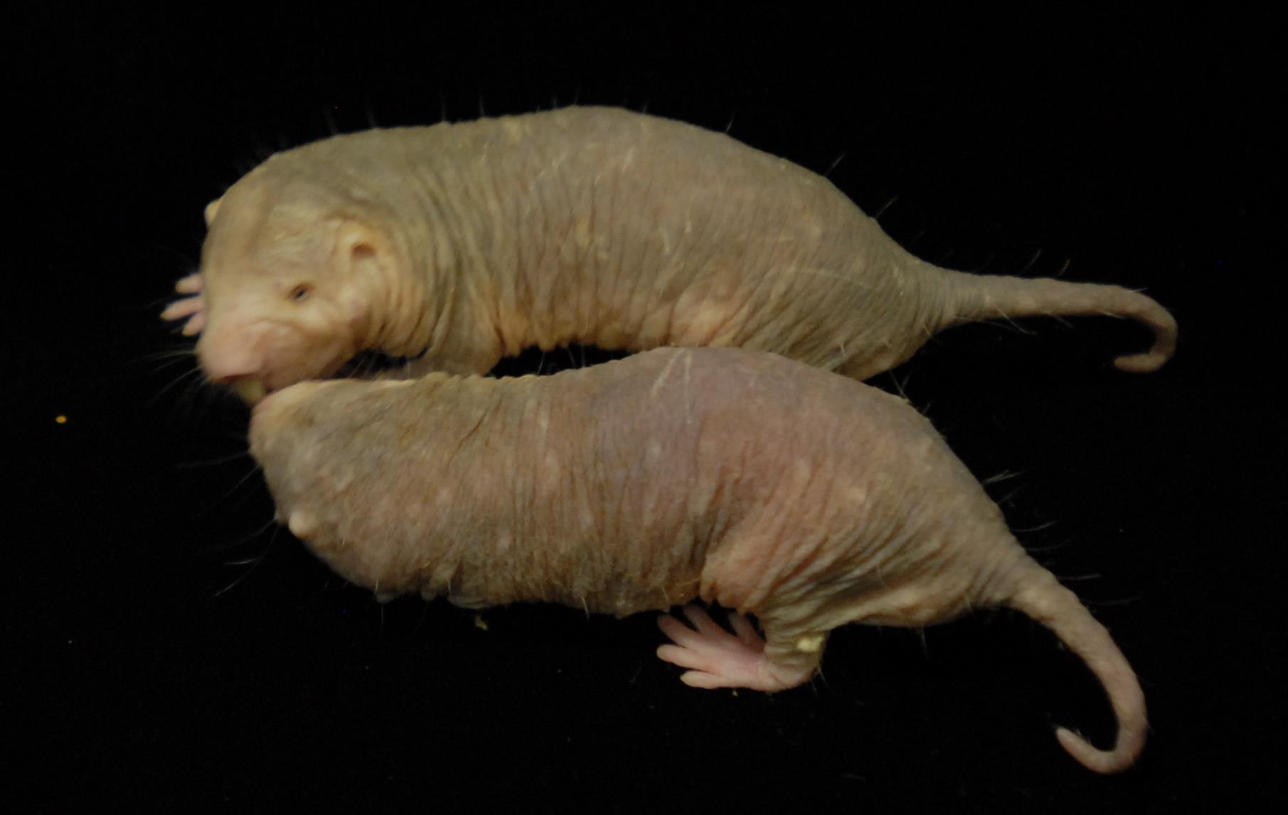 Mole rat defies natural selection