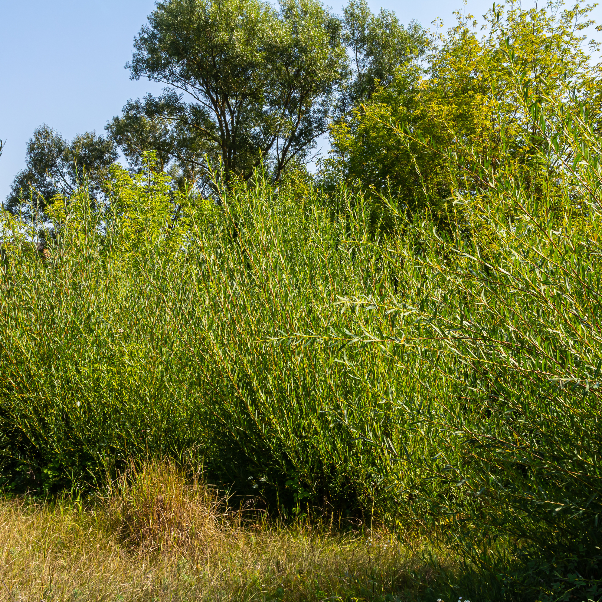Large purple willow shrub.