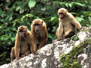 The generally large, heavyset, and dark brown monkeys are distinct in their dark color, short tails, and distinctive facial marks. Image