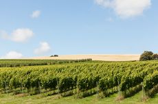 Rathfinny Estate Imperial pint