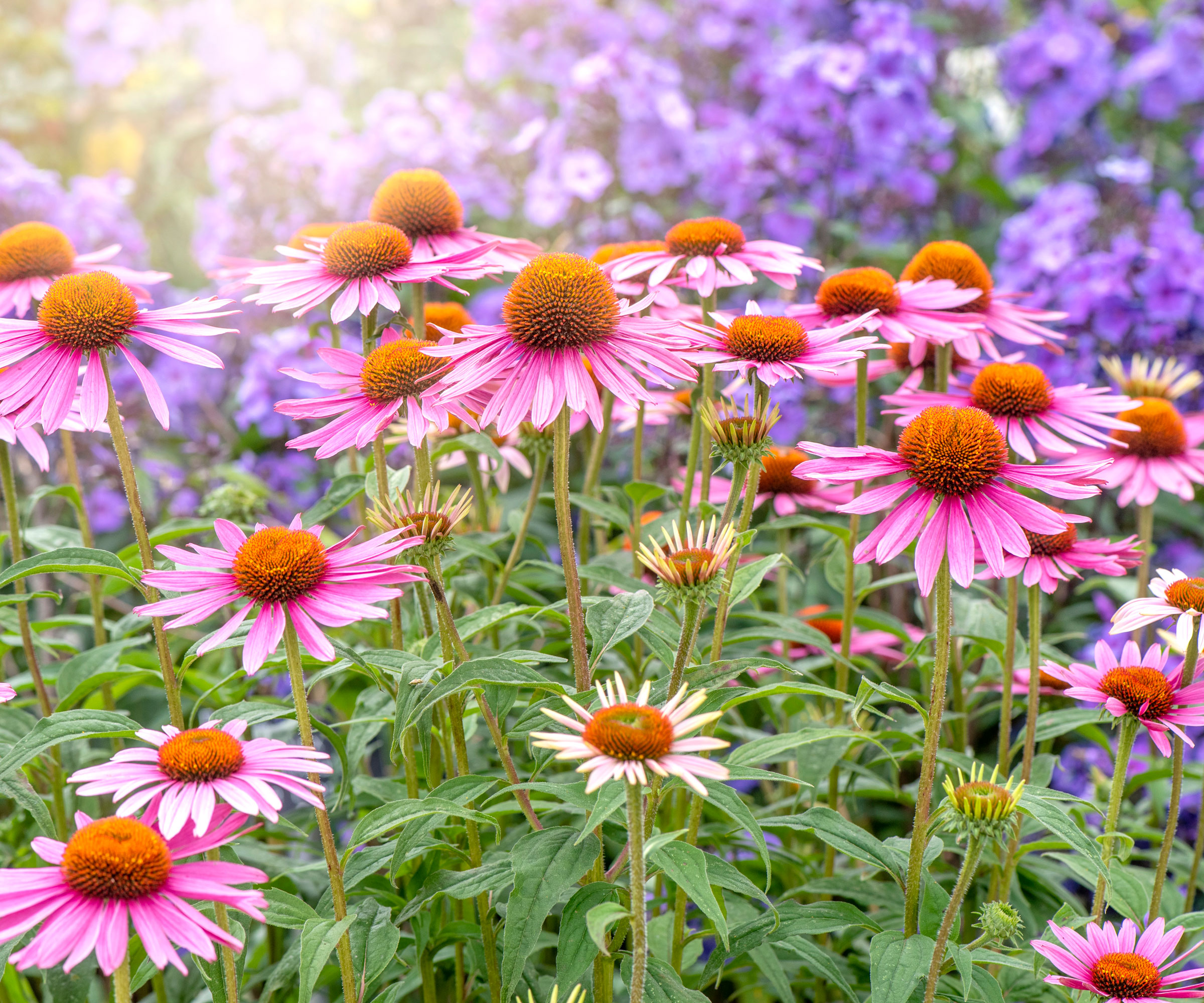 pink coneflowers and purple garden phlox in bloom in garden border