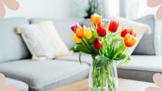 tulip bouquet on a coffee table in a living room to support an article on why flowers attract black flies