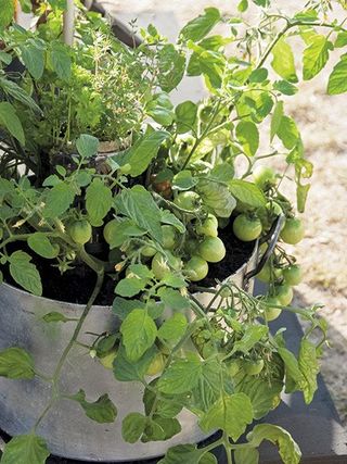 container gardening saucepan planted with tomatoes