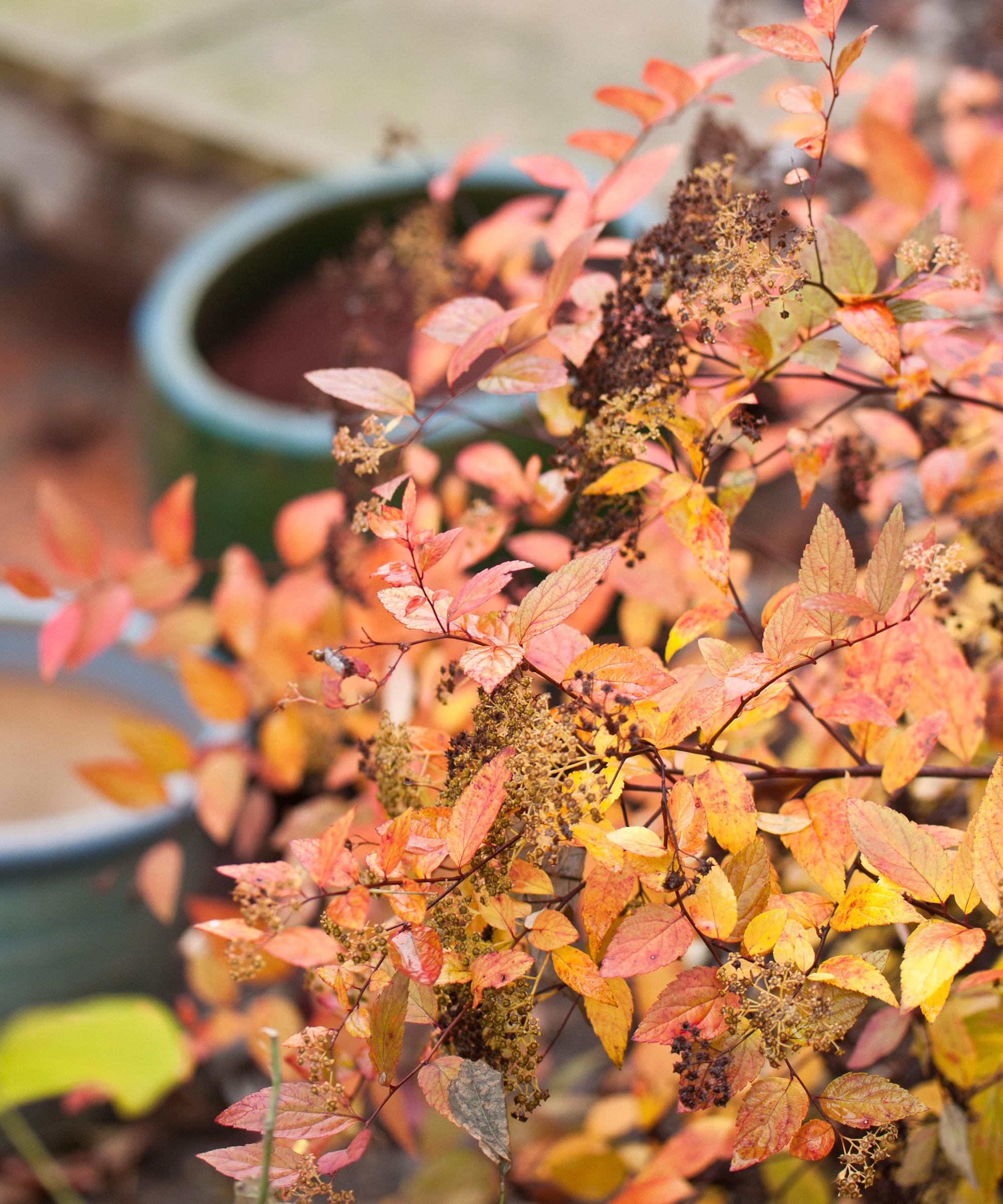 Spirea in fall