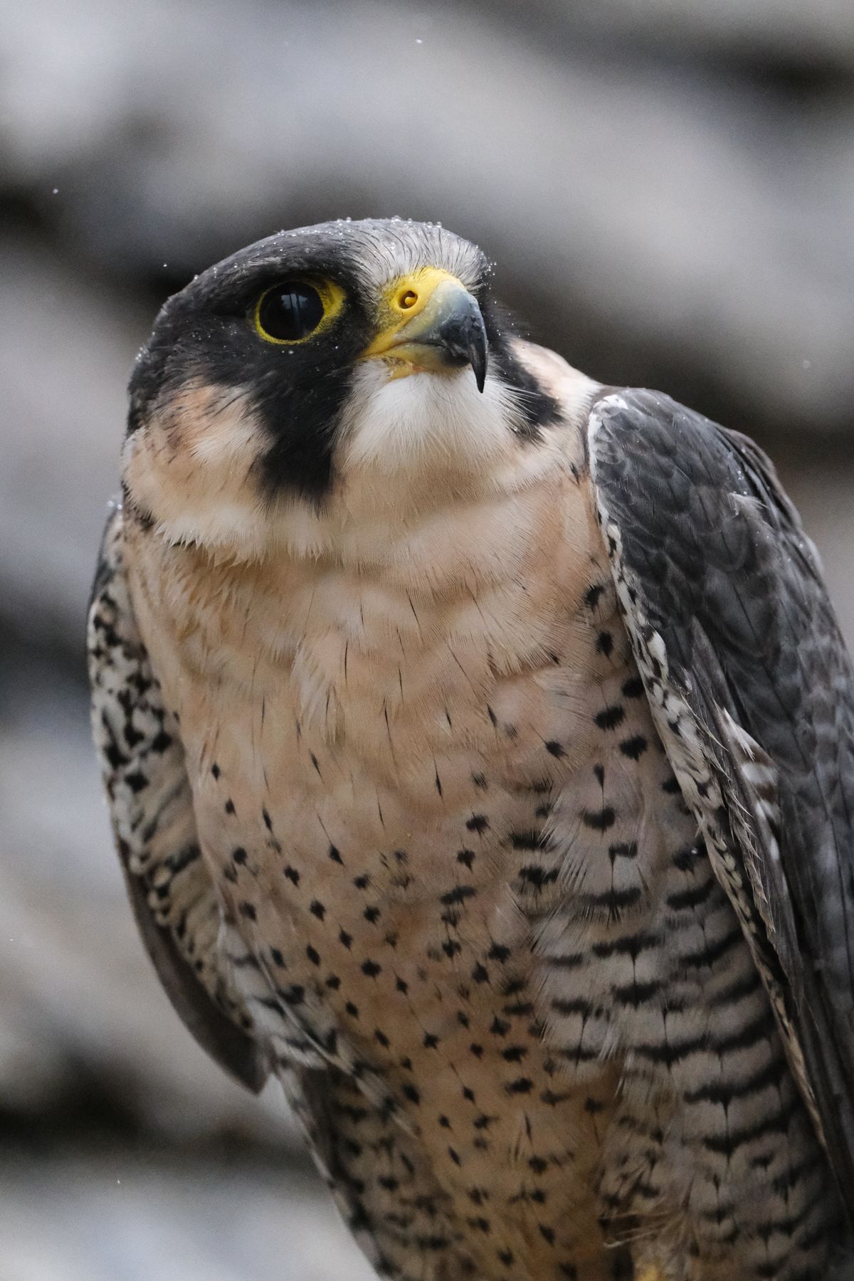 A photo of a bird of prey captured using a Fujifilm X-H2S and XF 400mm F4.5 R LM OIS WR telephoto lens