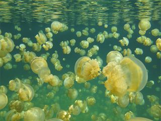 Jellyfish swarms