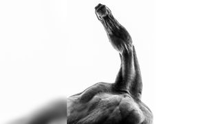 A close-up, high-contrast black-and-white image of a horse’s neck and head, showcasing its muscular form against a light background