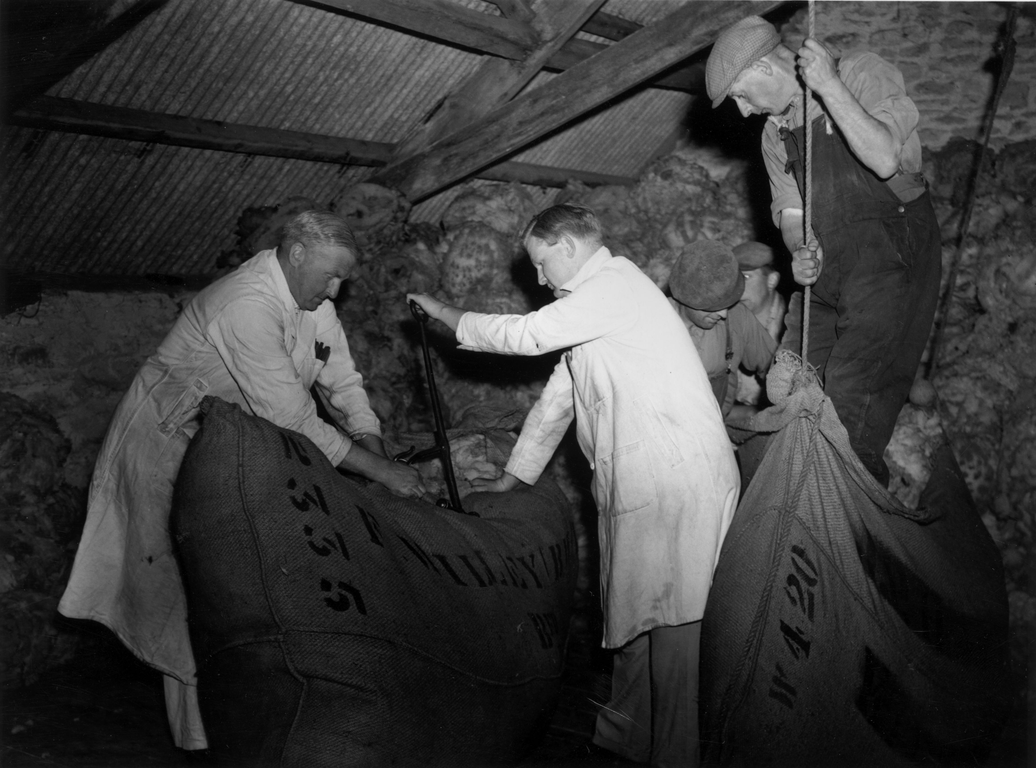 In 1963, a sheet of wool, or a clip, being laced up by merchants visiting Lord Vestey&#039;s estate near Northleach, Gloucester