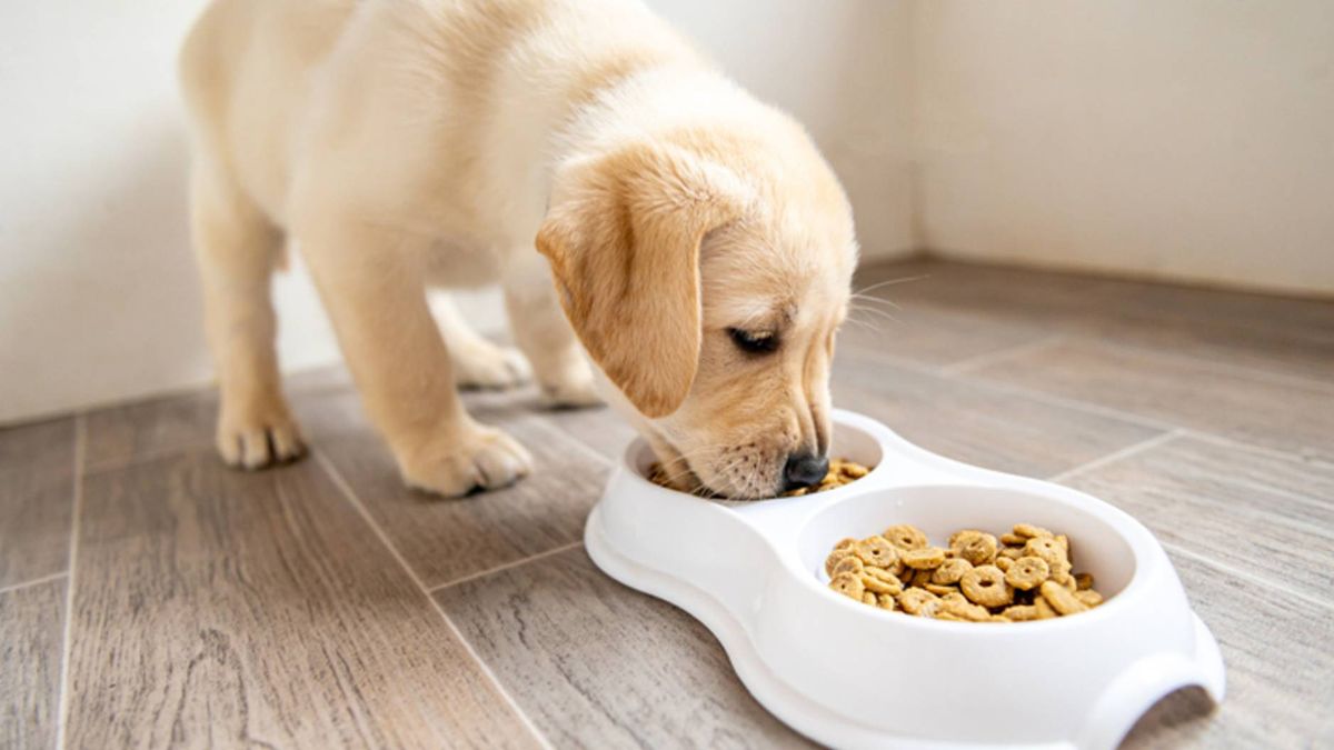 is it ok for a puppy to eat senior dog food