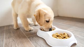 puppy eating food