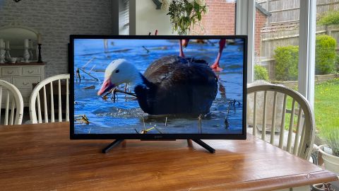 Sony KD-32W800 32-inch TV on dining room table with bird on screen
