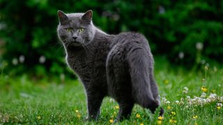 Russian Blue