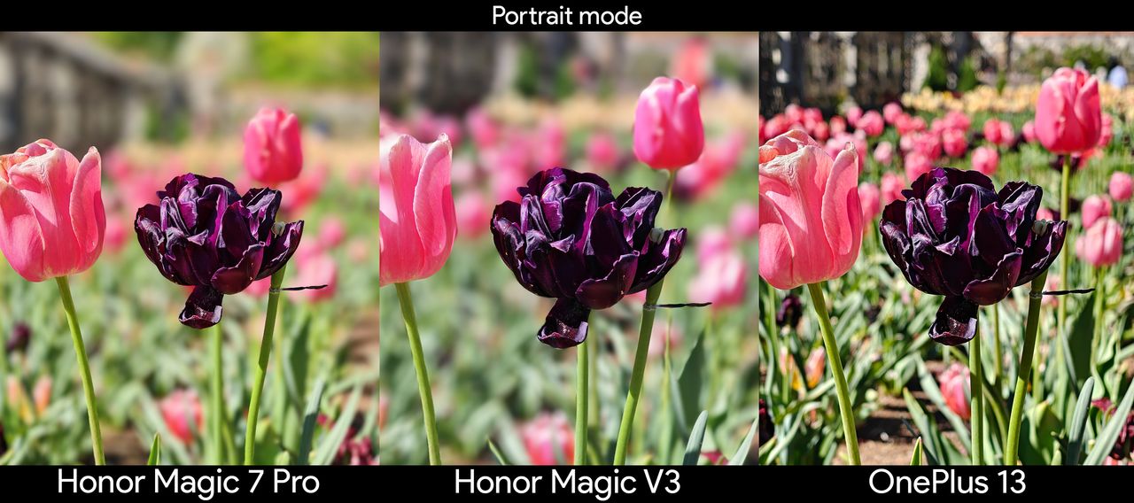 Comparing the main cameras between the Honor Magic V3, Honor Magic 7 Pro, and OnePlus 13 using portrait mode on a dark purple flower
