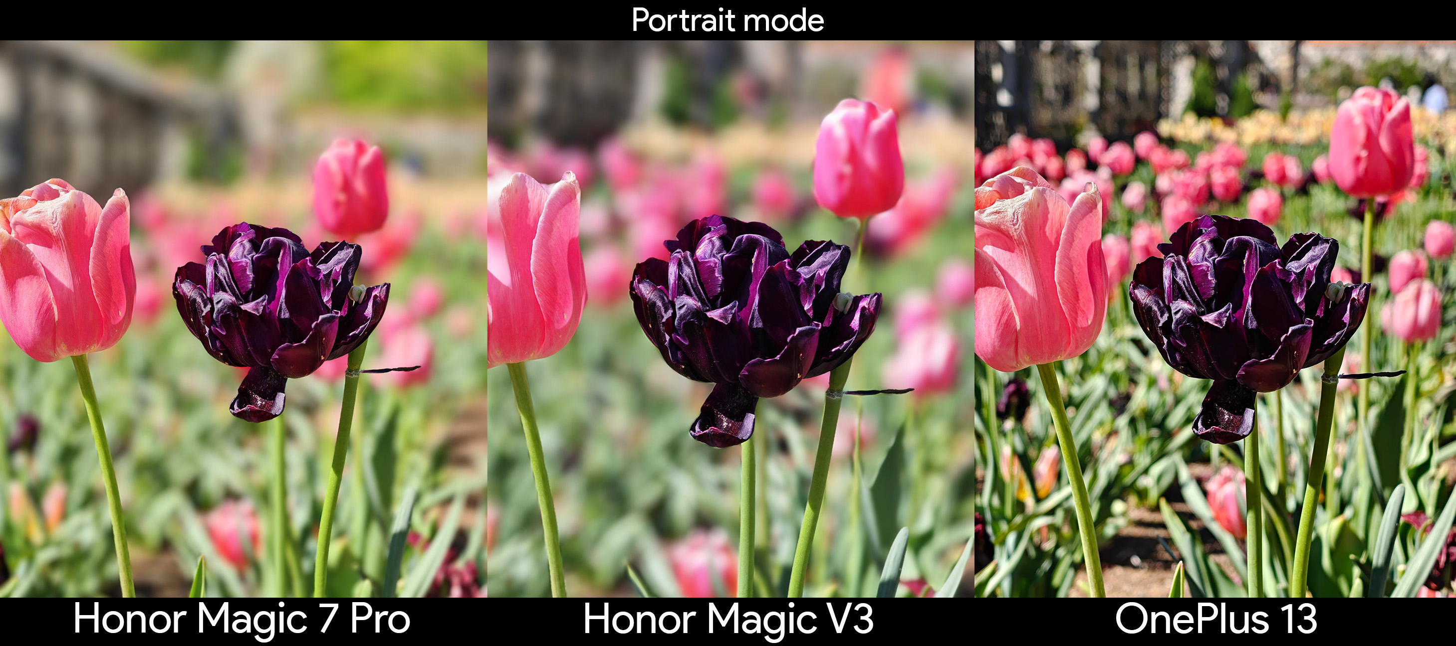 Comparing the main cameras between the Honor Magic V3, Honor Magic 7 Pro, and OnePlus 13 using portrait mode on a dark purple flower
