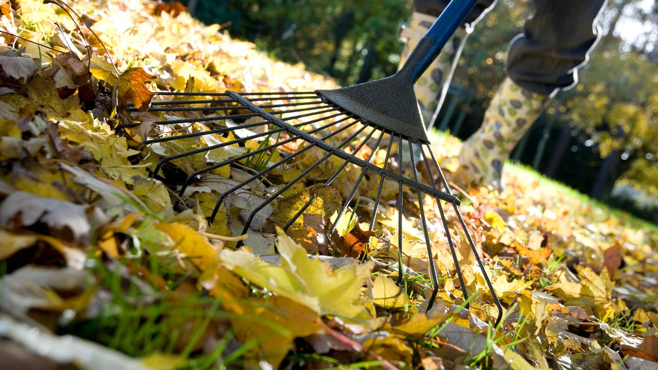 Gardener Raking Up Fallen Autumn Leaves from Garden Lawn