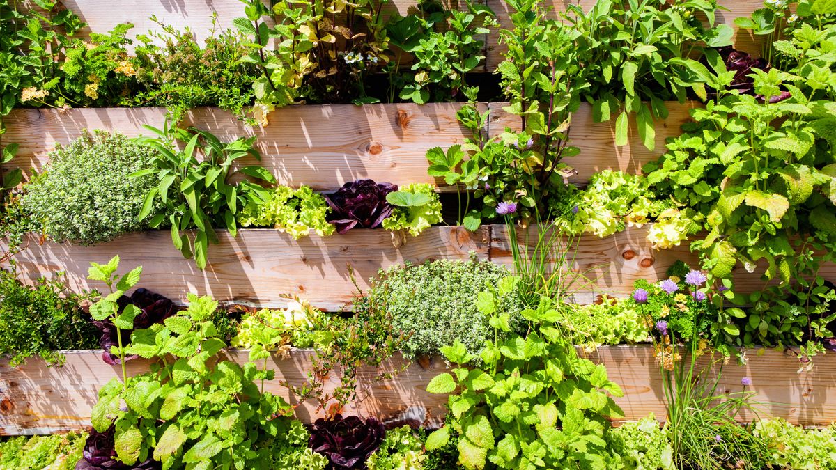 Experts warn against this vertical garden watering mistake | Gardeningetc