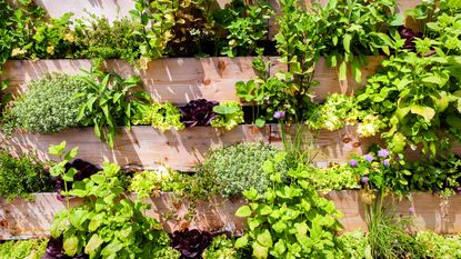 vertical garden watering mistake