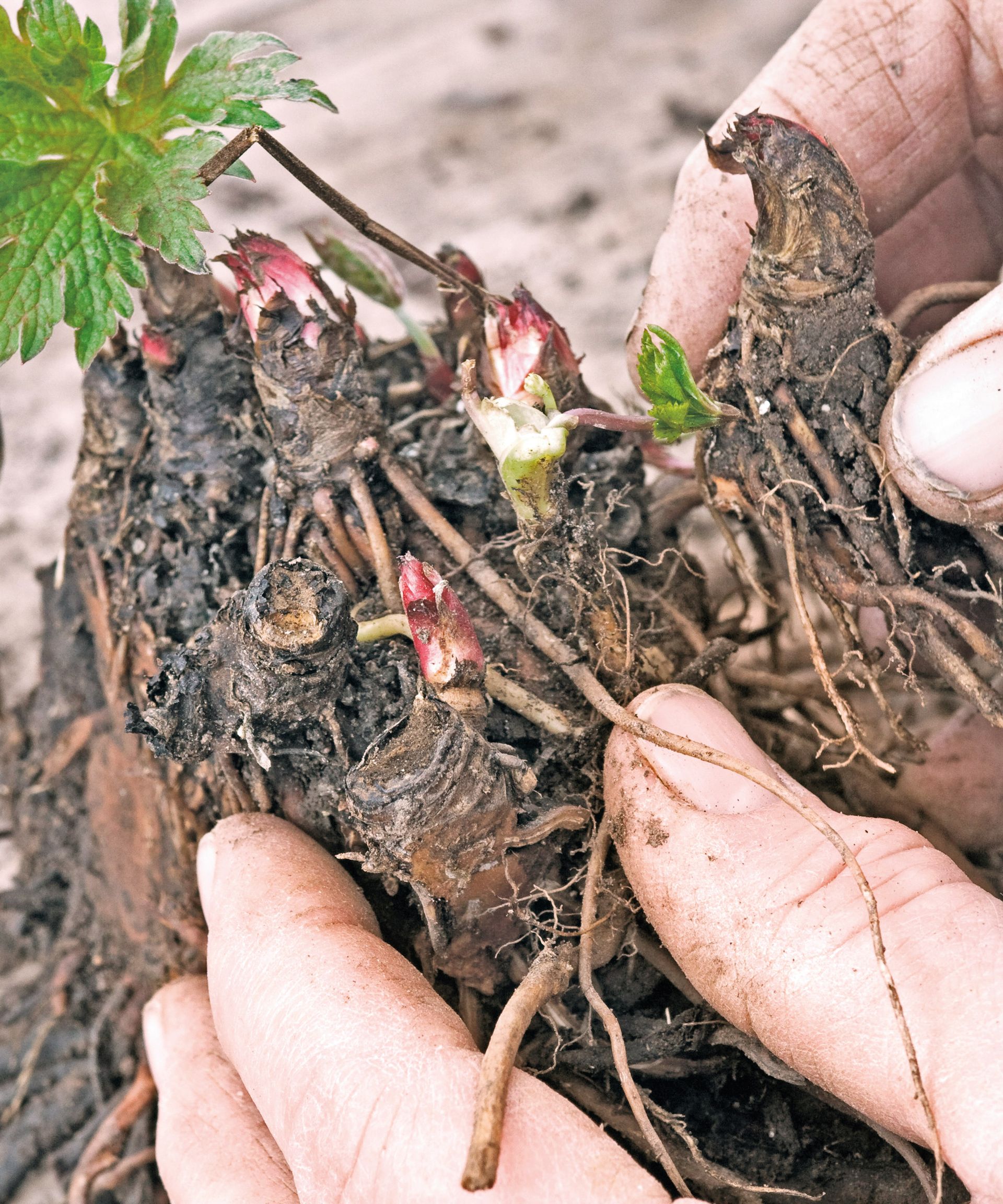 cranesbills being lifted and divided to encourage more plants