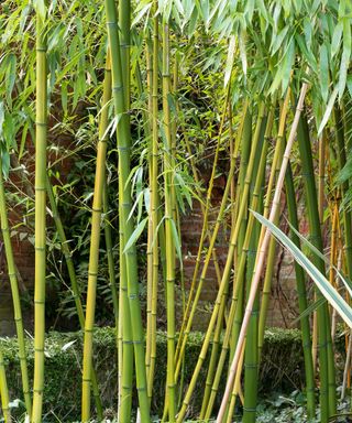 screen of bamboo in garden