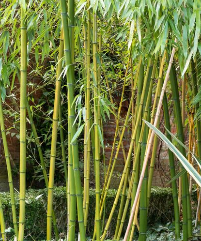 How To Get Rid Of Bamboo: Tips For Clearing This Plant 