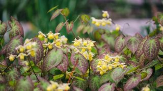Yellow Flowering Barrenwort Ground Cover