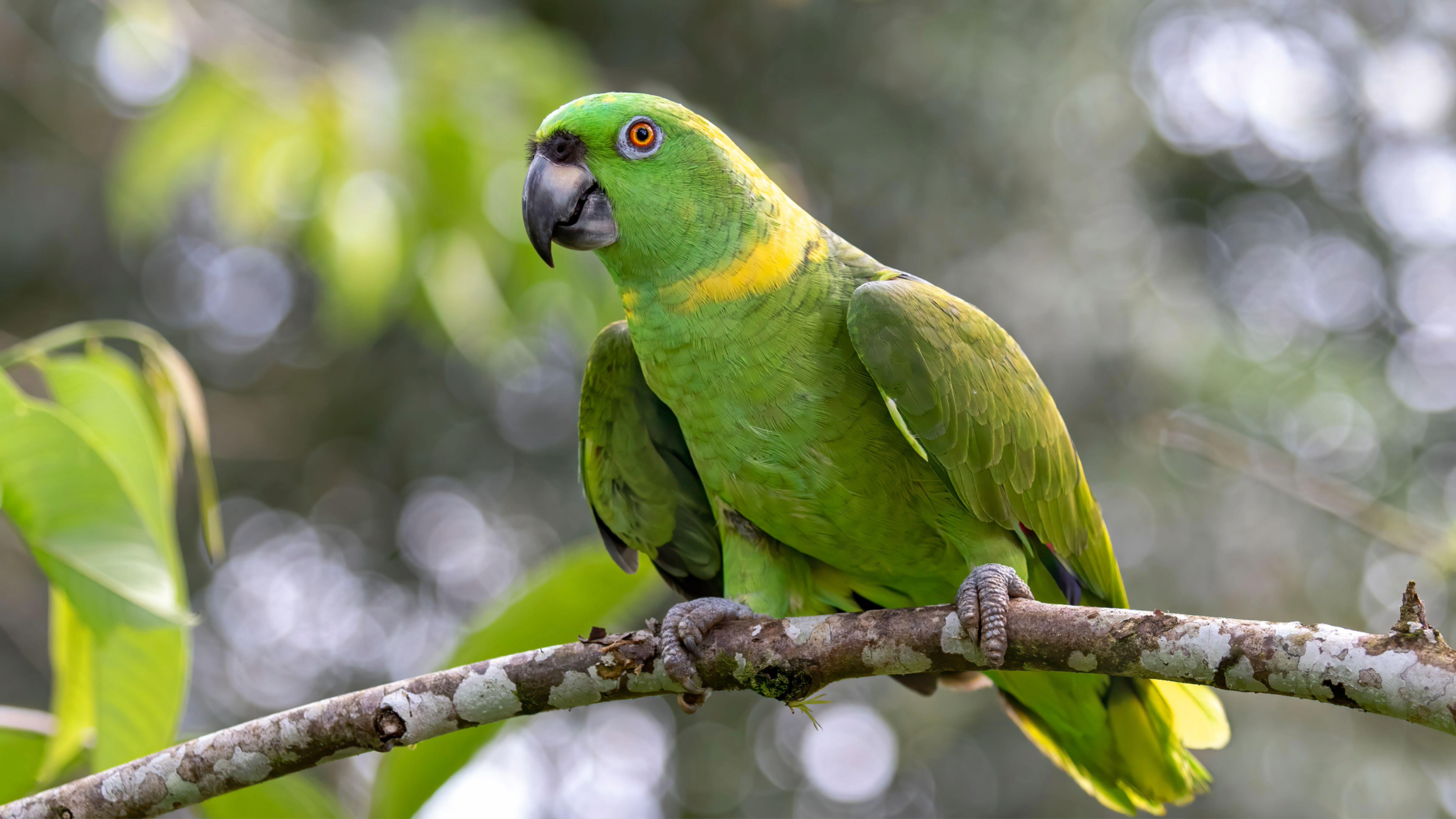 Amazon parrot