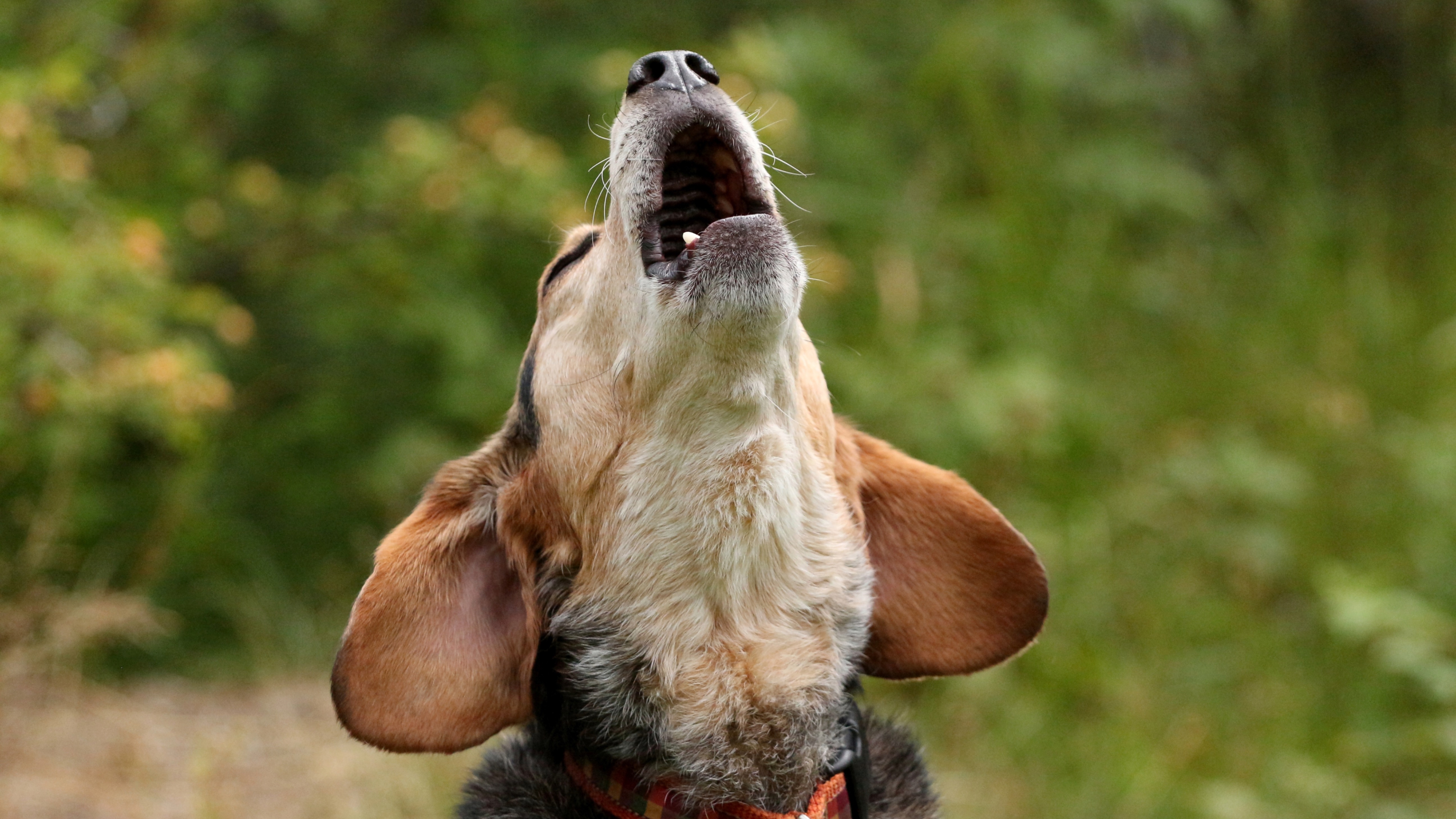 Six reasons why it's completely normal to be bothered by your dog’s barking