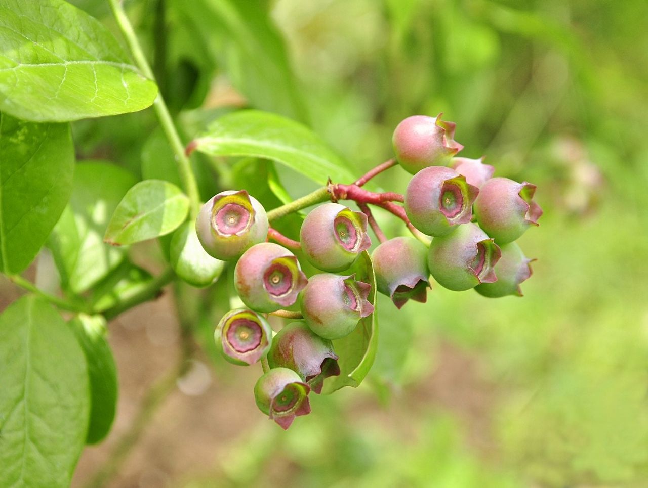 pink blueberries