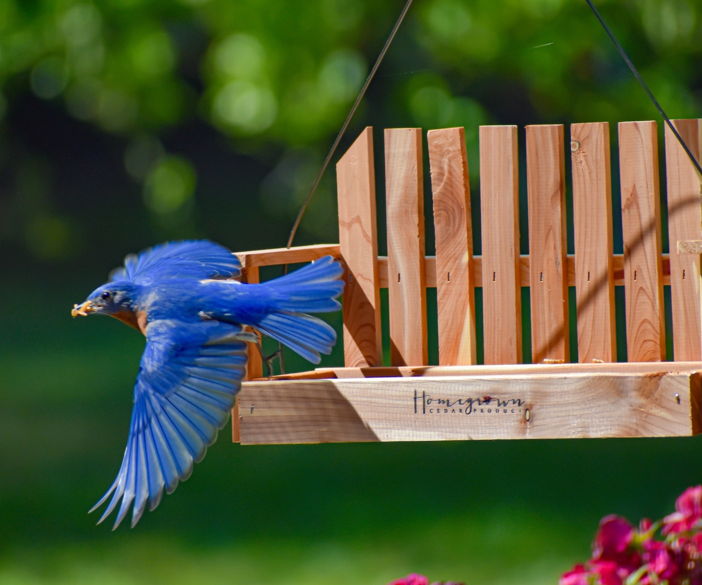 A male bluebird flying from a feeder