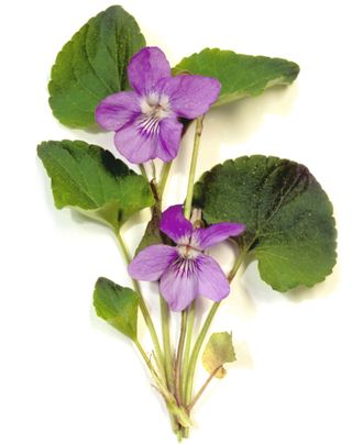 Common Dog Violet