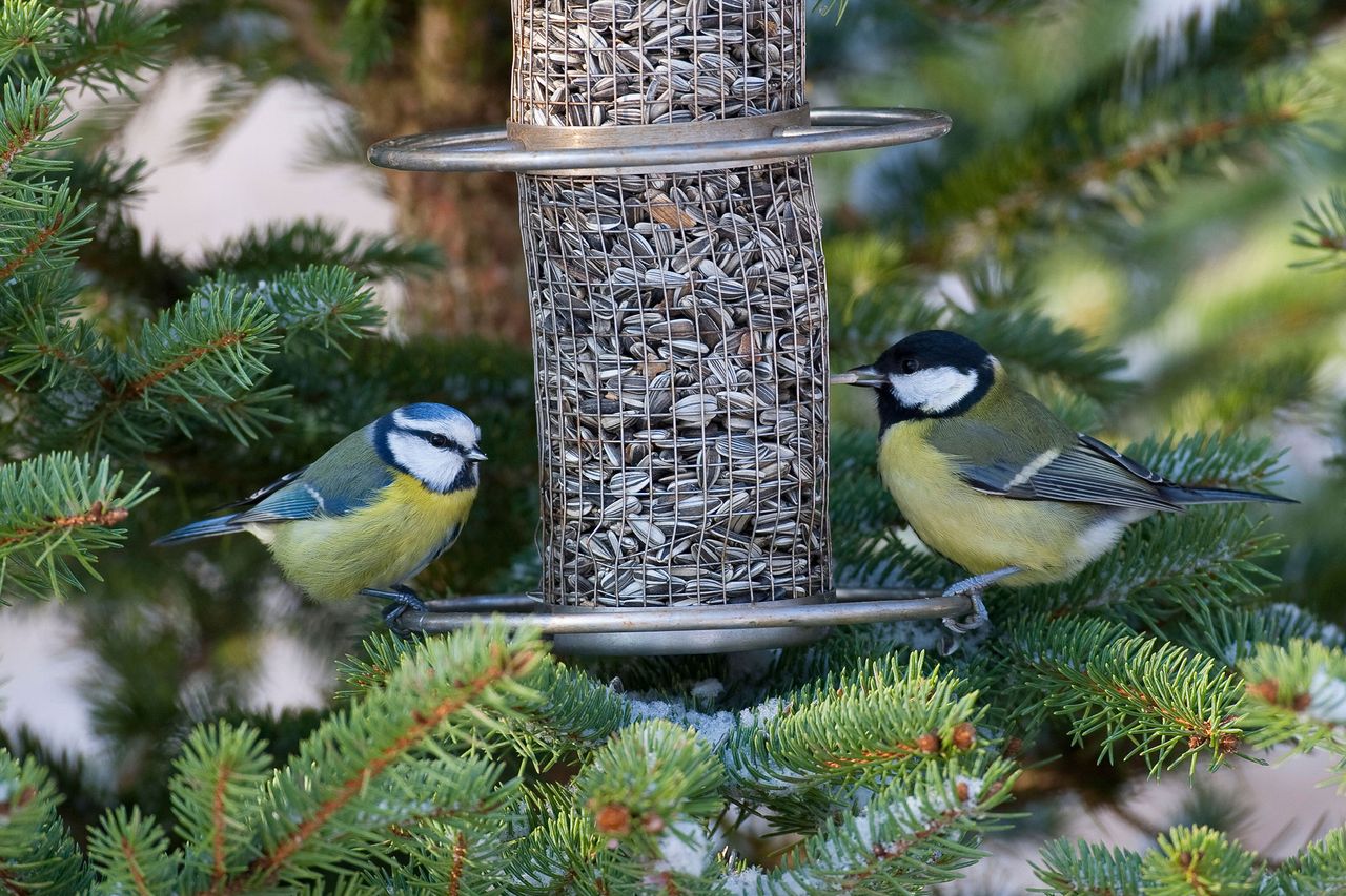 Monty-Don-bird-feeding-tips-FEATURED-ALAMY