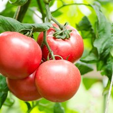 focus on bunch of ripe tomatoes on vine 