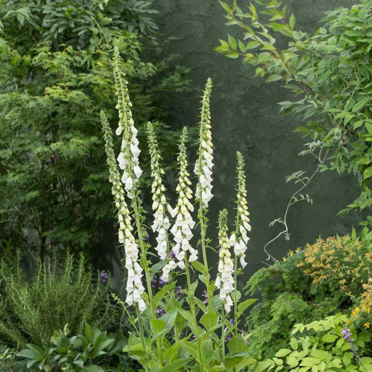 Foxgloves
