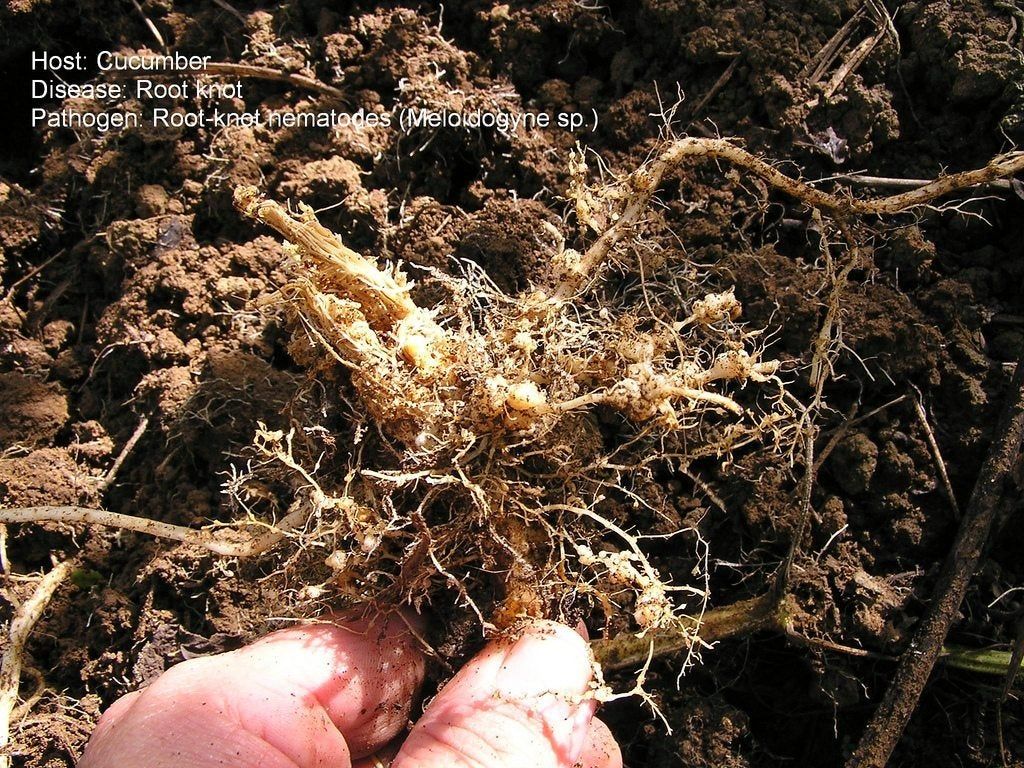 Nematodes In Cucurbit Plants