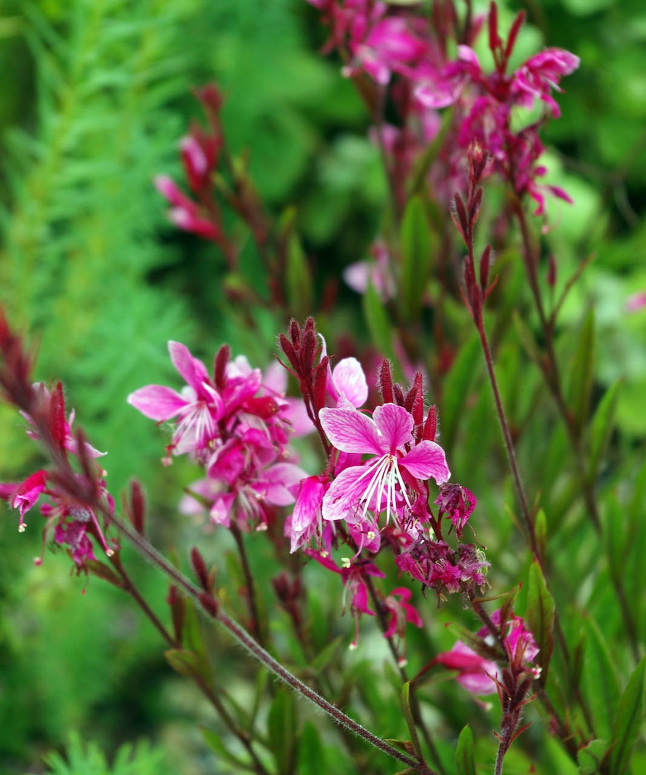 Best perennial plants for pots 16 beautiful varieties Gardeningetc