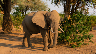 An elephant at Mana Pools National Park, Zimbabwe