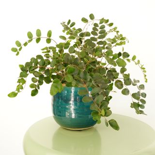 Button Fern in green pot on green table