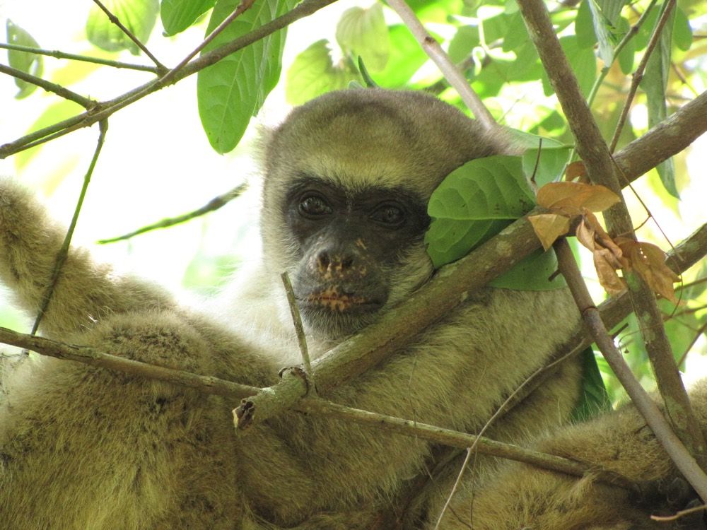 Photos: The Monkeys of Brazil's Atlantic Forest | Live Science