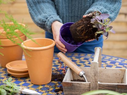 potted flowers and succulent cultivation medium