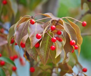 Close up of longstalk holly leaves and berries