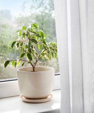 small potted weeping fig on windowsill