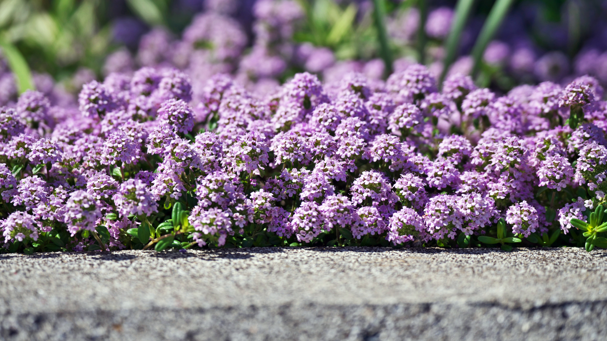 Creeping thyme blooming with purple flowers planted in paving in a sunny garden
