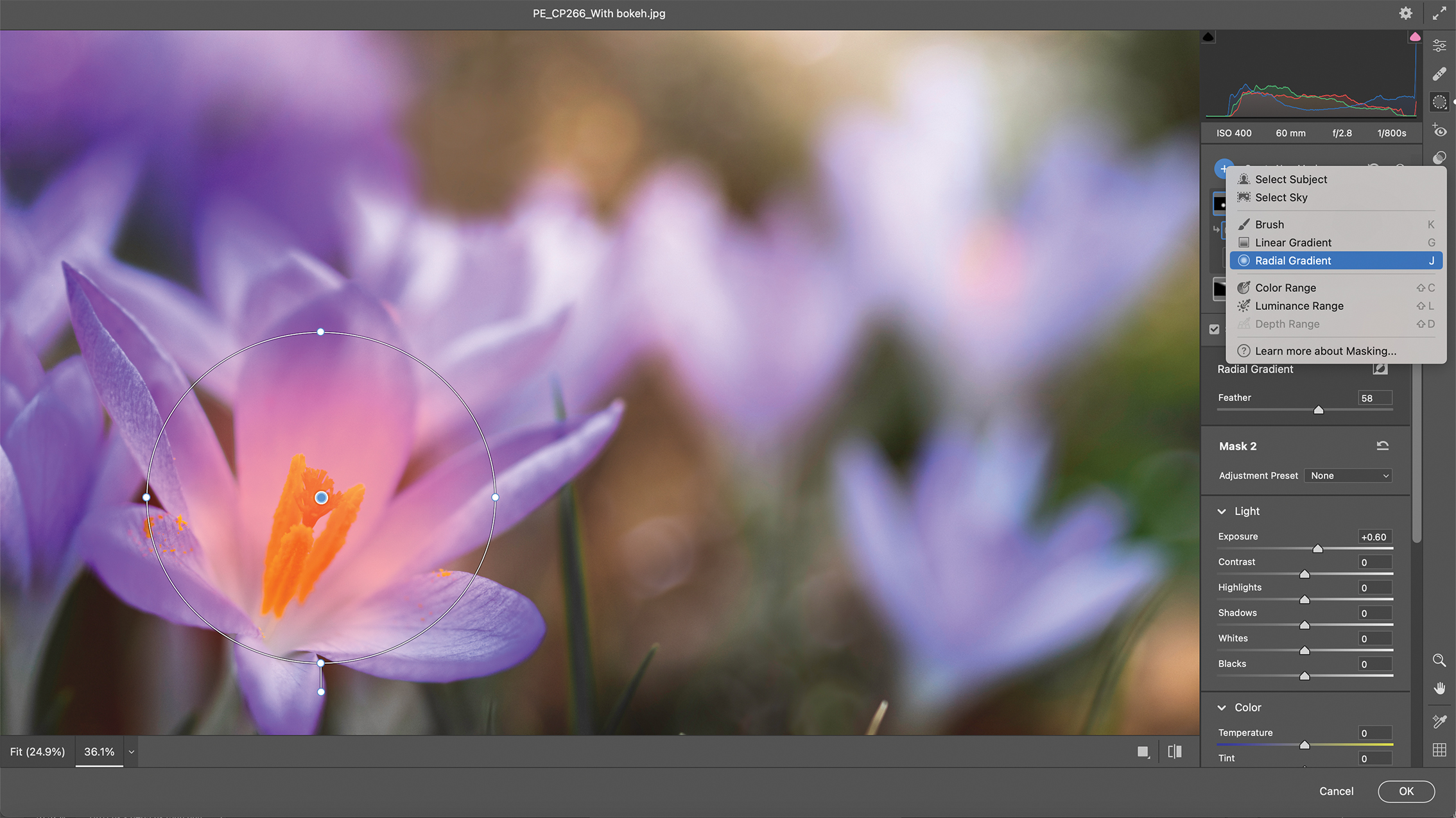 A digital photo of vibrant purple flowers, likely crocuses, being edited in Photoshop. The interface shows layers and color tools