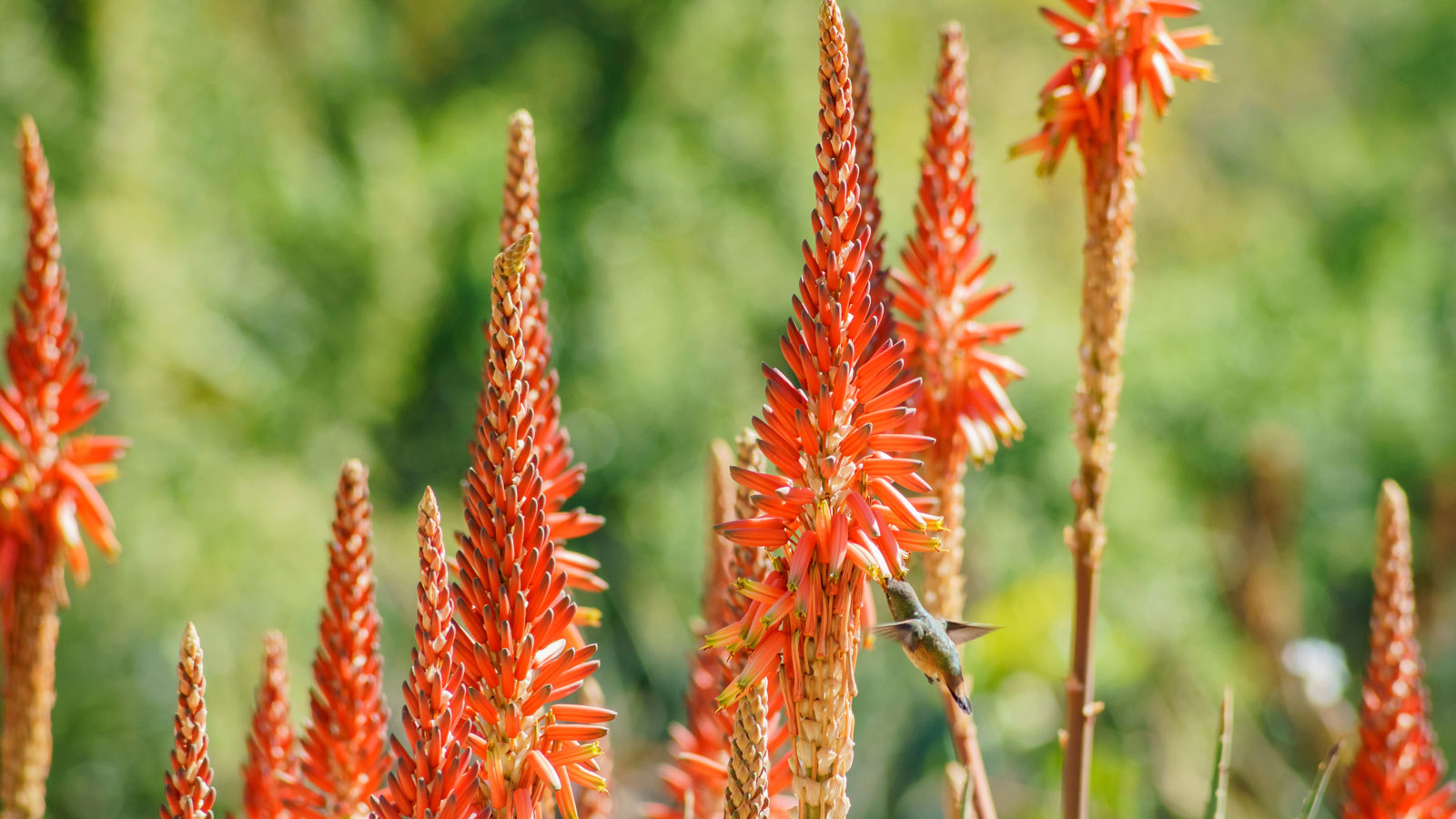red flower spikes of Aloe arborescens plants