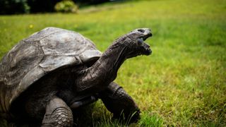 Large tortoise poses with neck extended upwards with its mouth wide open