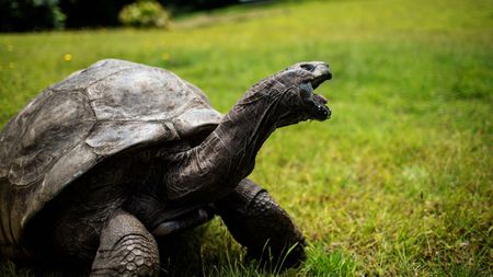 Large tortoise poses with neck extended upwards with its mouth wide open