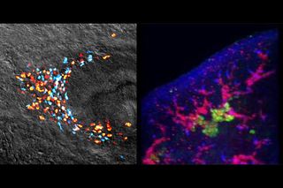 planarians, worms, cell regeneration, stem cells, genes