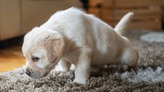 dog peeing on the carpet