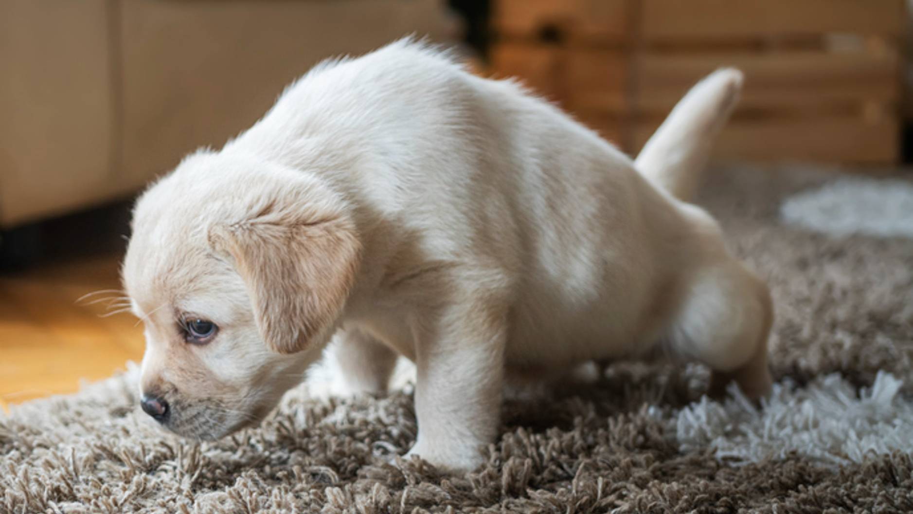 How to get dog pee out of the carpet and floors PetsRadar
